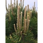 Pušų ūglių hidrolatas - 100 ml