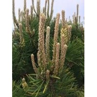 Pušų ūglių hidrolatas - 100 ml