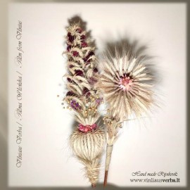 Verba – Ramunėlė (rausva)