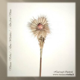 Verba – Ramunėlė (rausva)