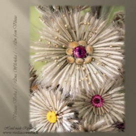 Verba – Ramunė (bordo)