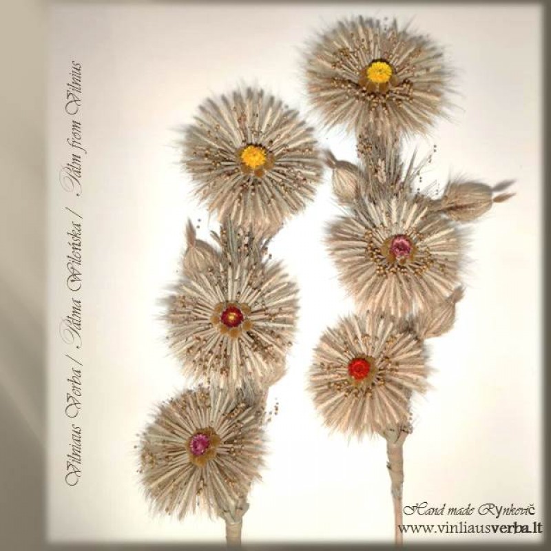 Verba - Ramunių žiedai (3 colors)