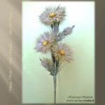 Verba - Ramunių žiedai (geltona) Verba - Ramunių žiedai (geltona)