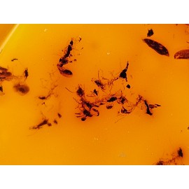 Gintaras su inkliuzu, Baltijos gintaras, gintaro grynuolis 