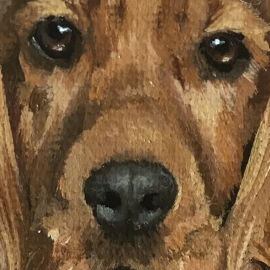 Miniatiura "anglų kokerspanielis 3"