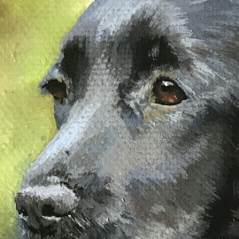 Miniatiura "anglų kokerspanielis 2" Miniatiura "anglų kokerspanielis 2"