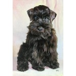 Miniatiūra "Juodas miniatiūrinis šnauceris" Miniatiūra "Juodas miniatiūrinis šnauceris"