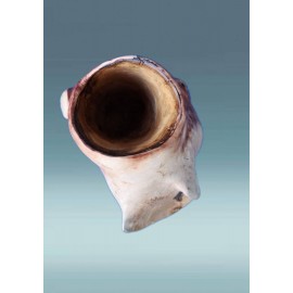 Medinė pelėda-pieštukinė