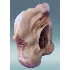 Medinis rūpintojėlis