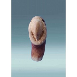 Medinė skulptūra - papūga