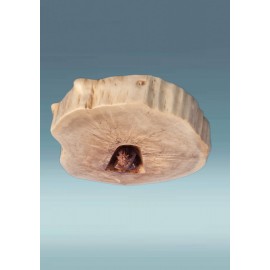 Medinis rūpintojėlis