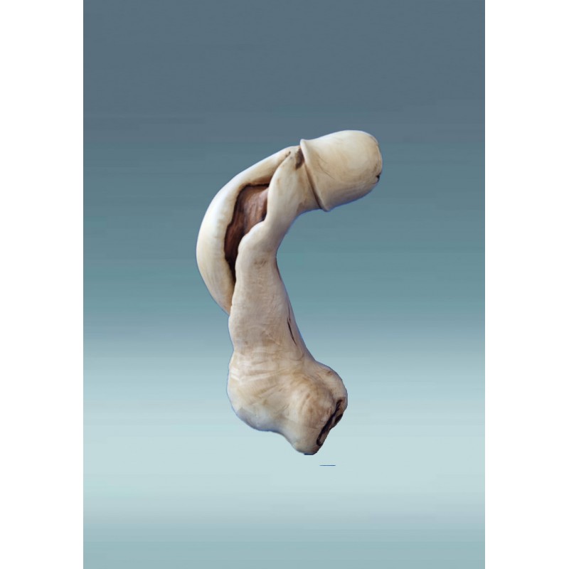 Medinio penio skultūra