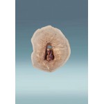 Medinis rūpintojėlis