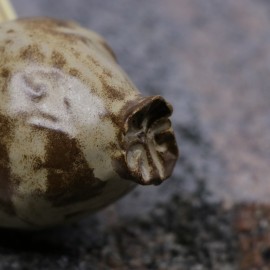 Dantų krapštukų dėklas | Paslaptingas vaisius Dantų krapštukų dėklas | Paslaptingas vaisius