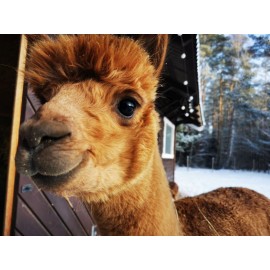 Dvigulė alpakų vilnos antklodė 200 x 200 cm